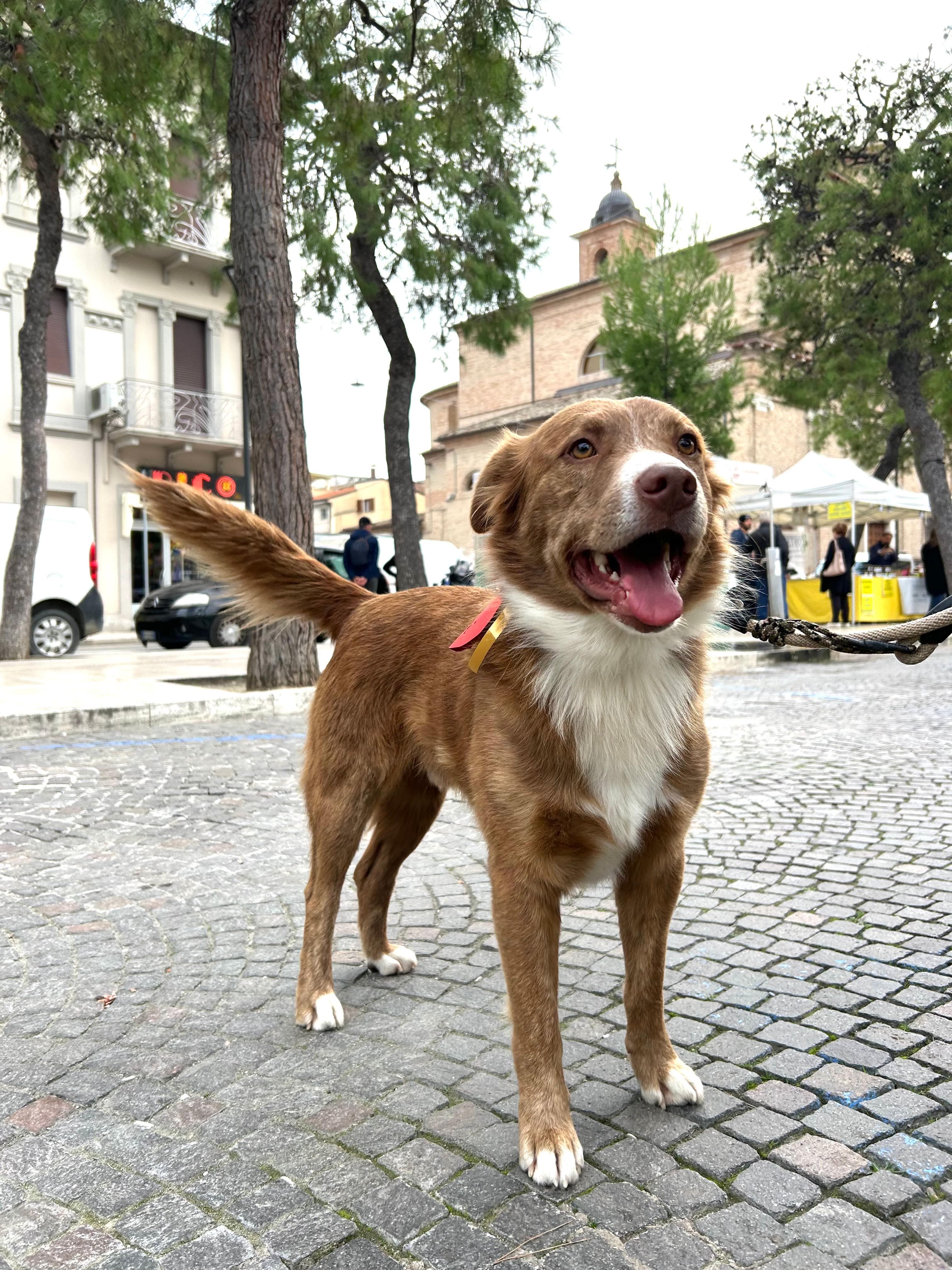 Lucky – Meticcio – photo 1