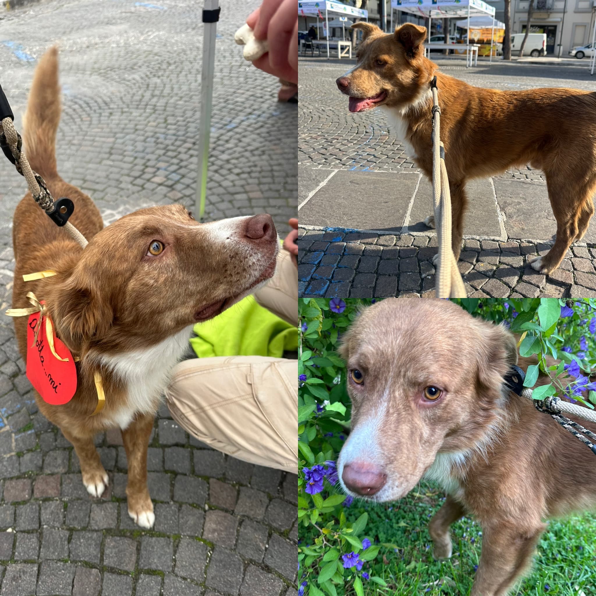 Lucky – Meticcio – photo 2