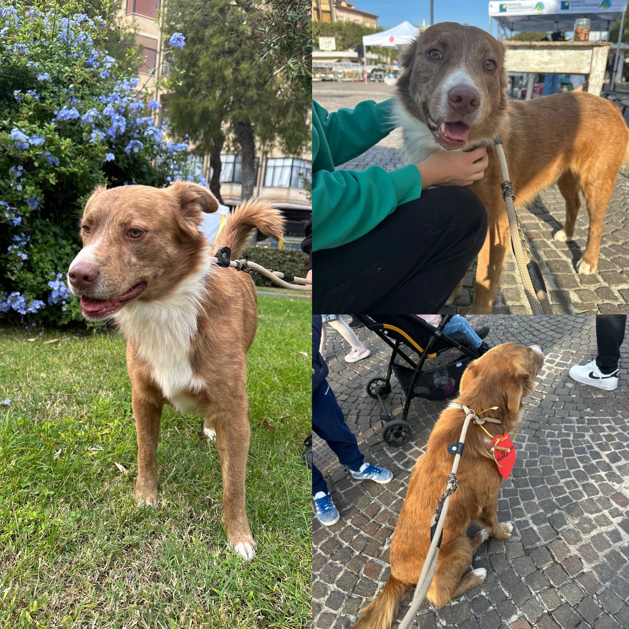 Lucky – Meticcio – photo 3