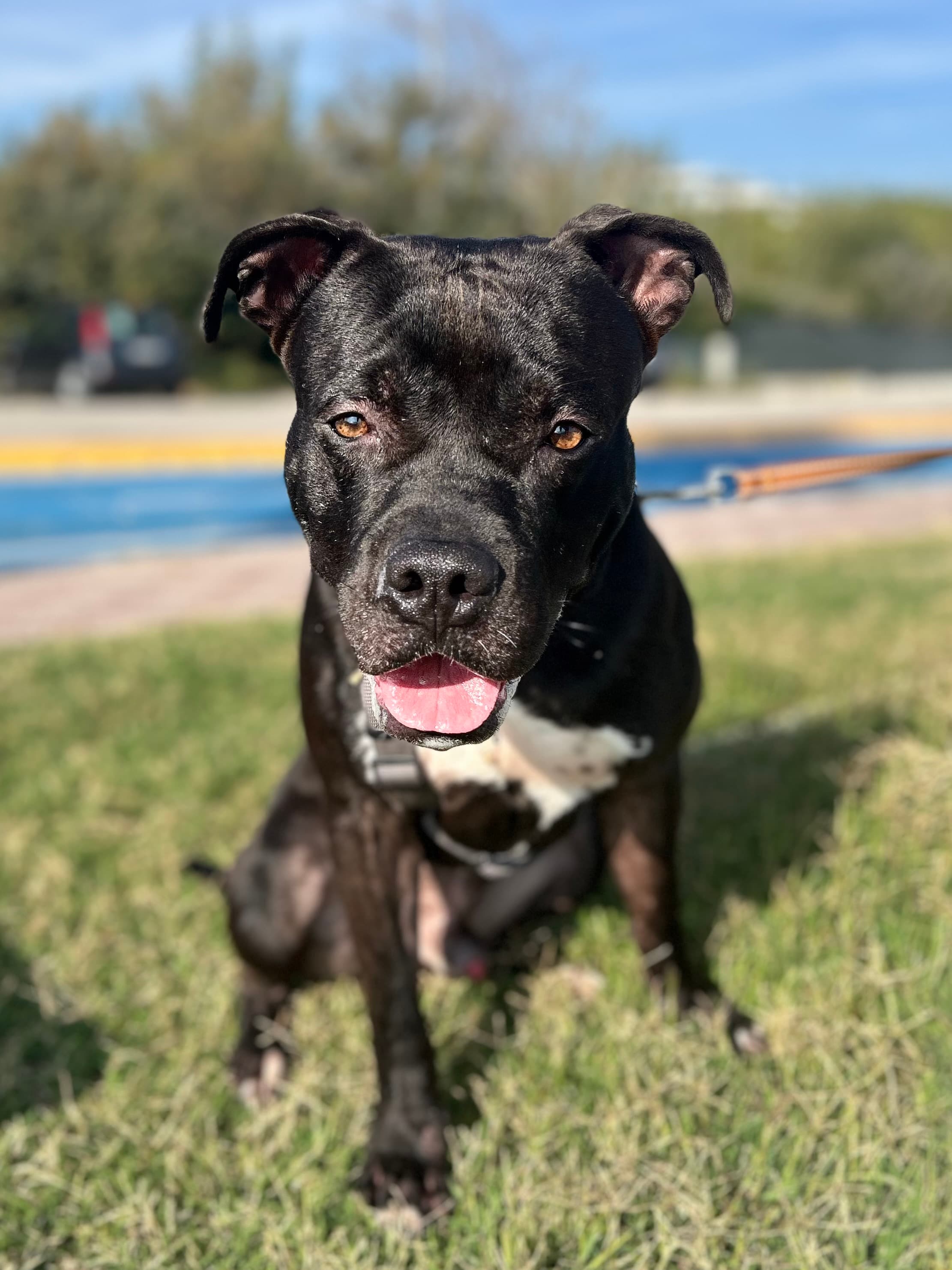 Black – Pit Bull – photo 1