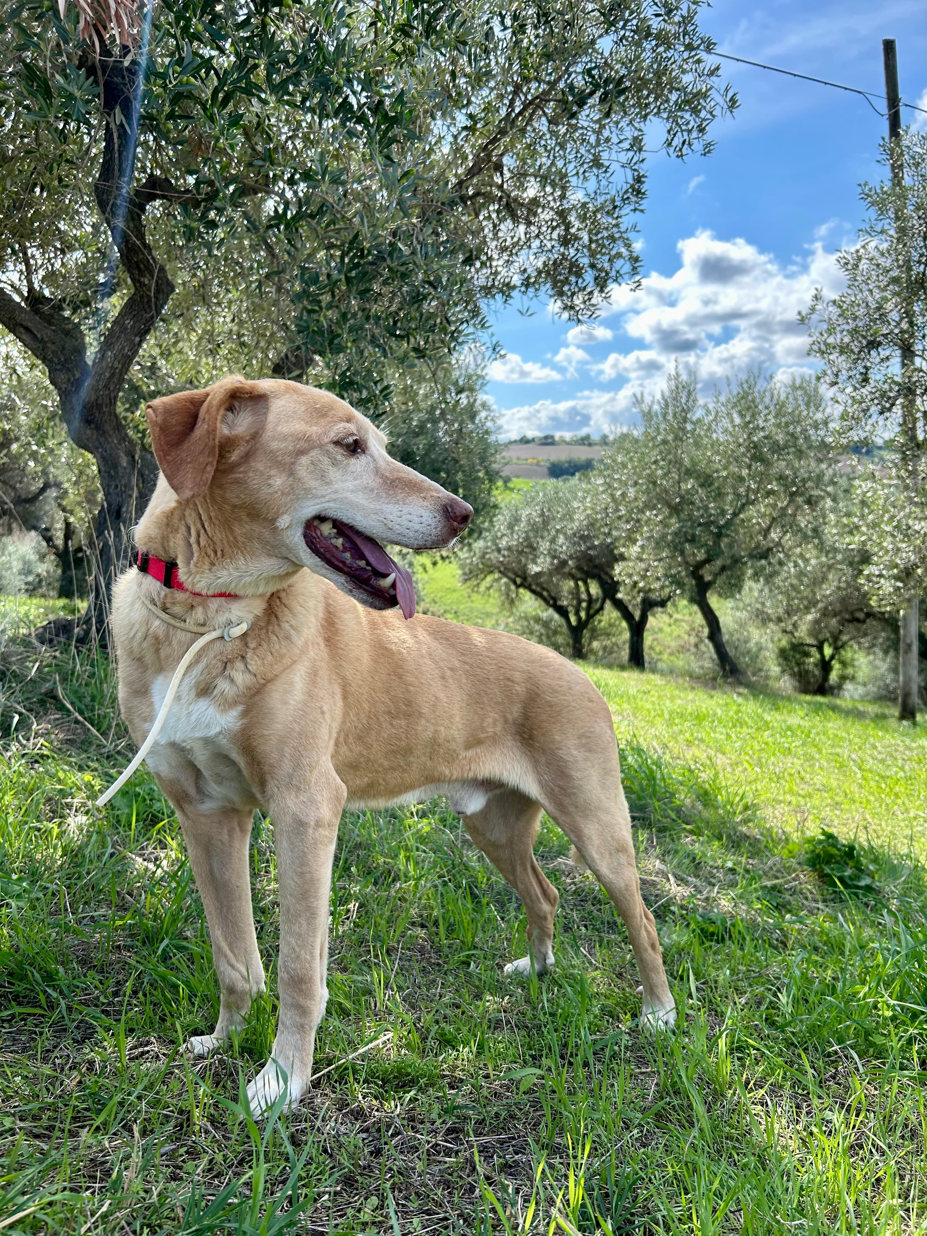 Morgan – Half Breed – photo 1