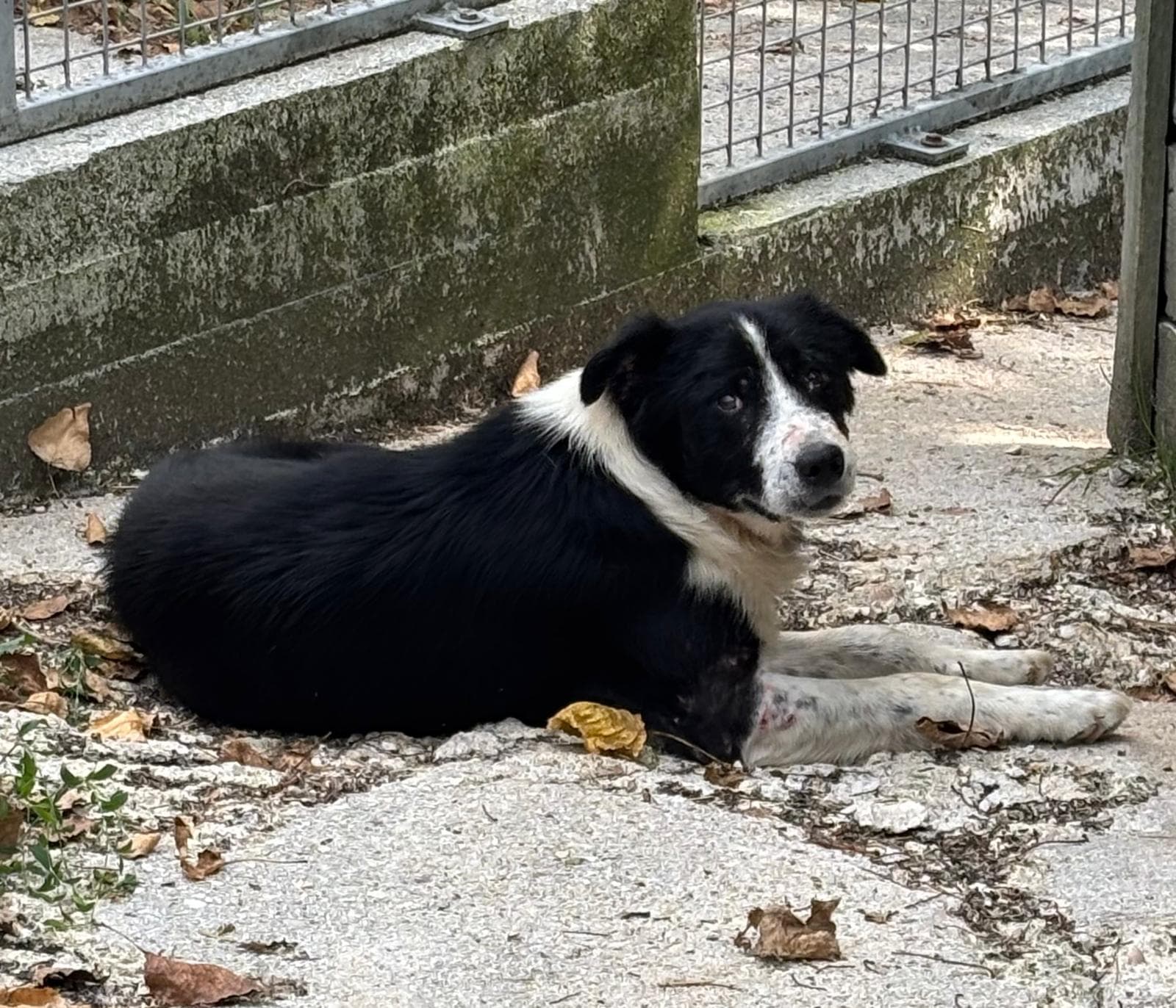 ASSO – Border Collie – photo 1