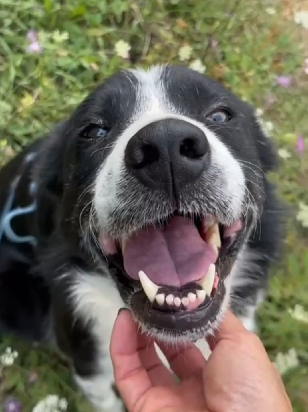 ASSO – Border Collie – photo 2
