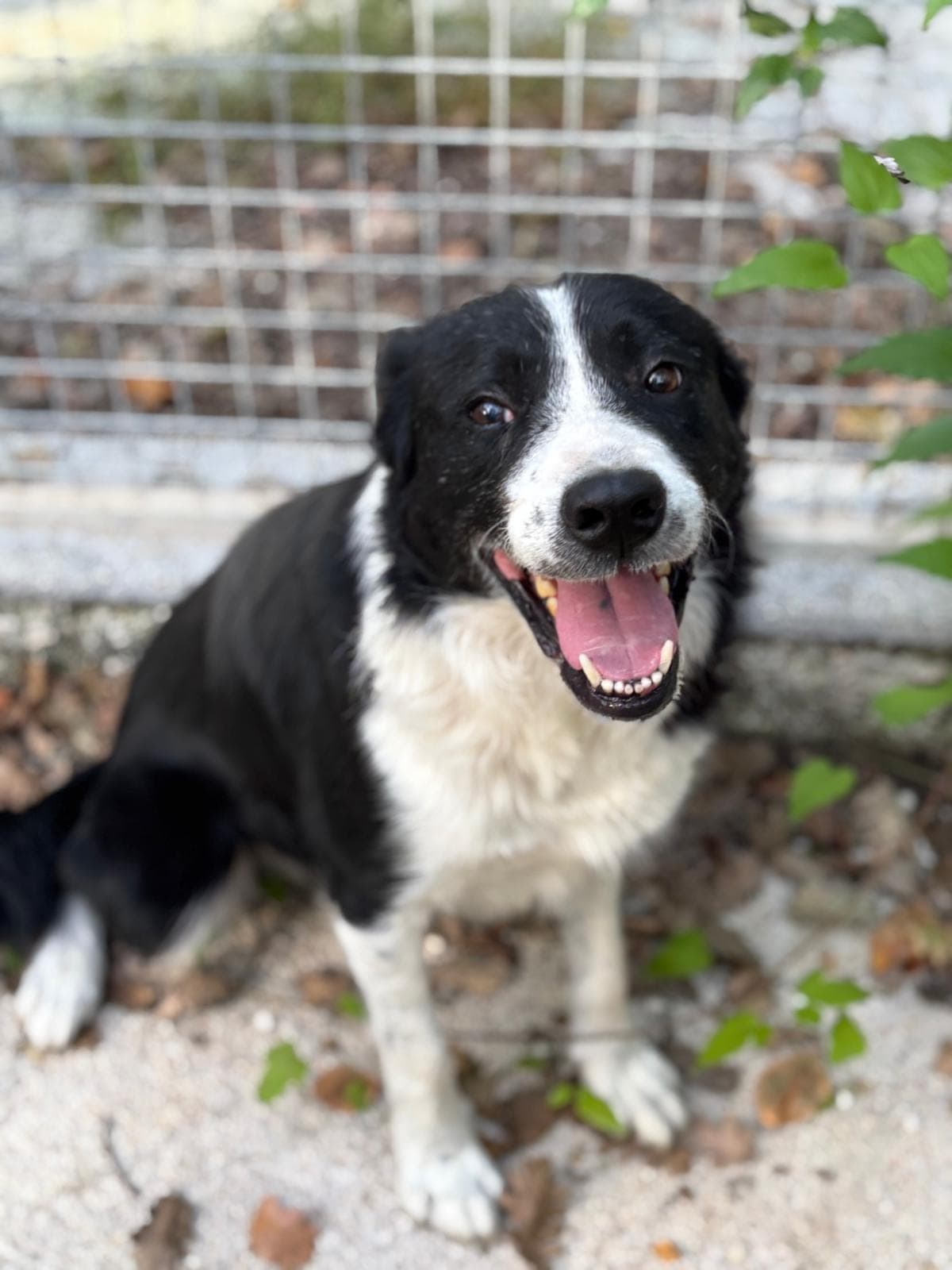 ASSO – Border Collie – photo 3