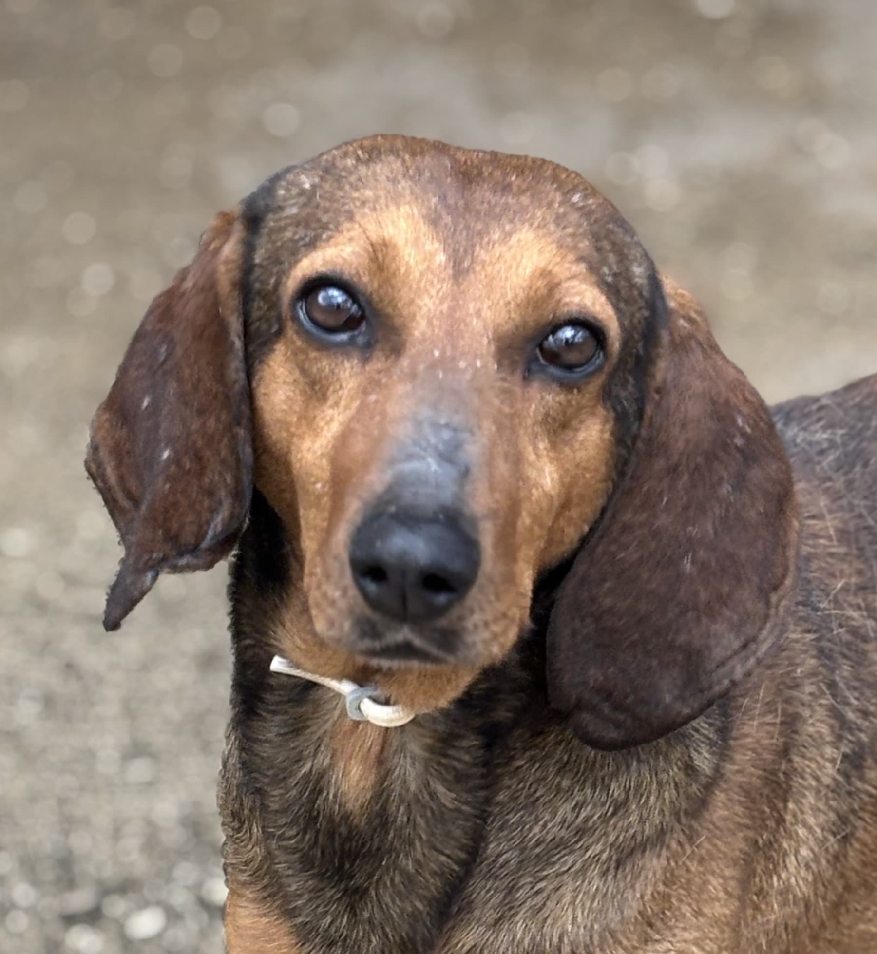 TOBIA – Segugio Italiano – photo 1