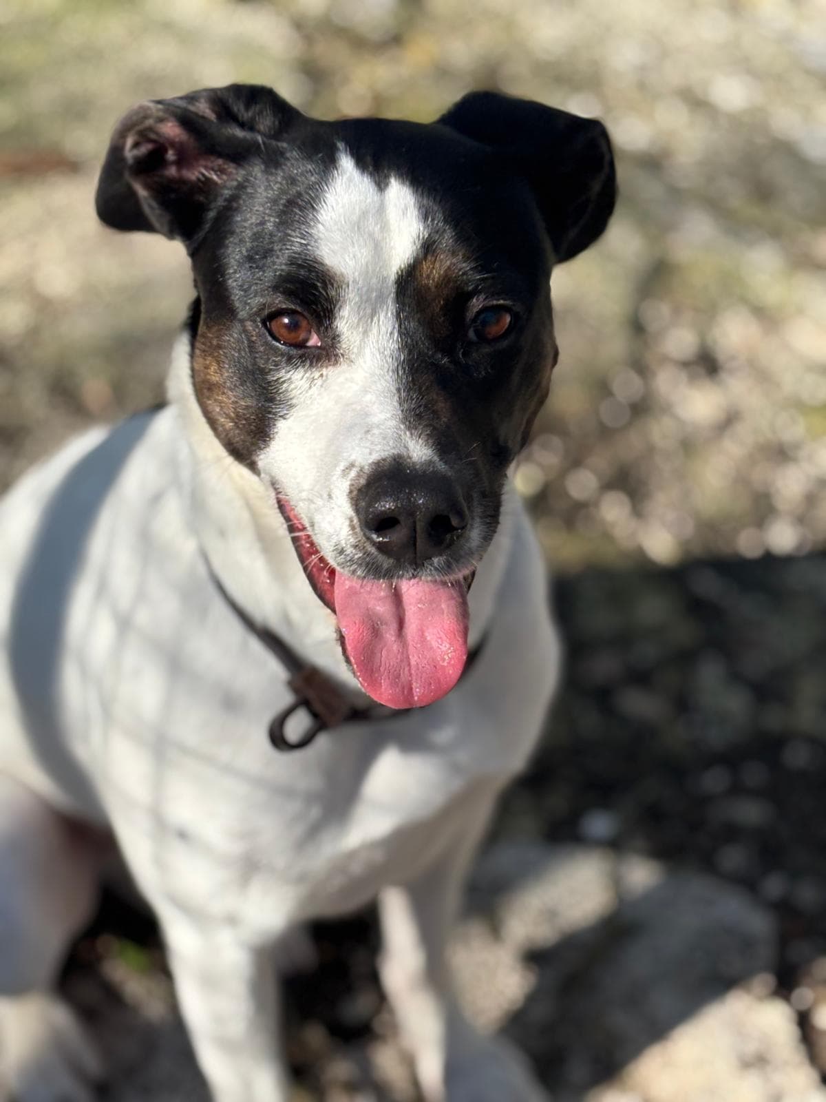 ISOTTA – Meticcio – photo 1