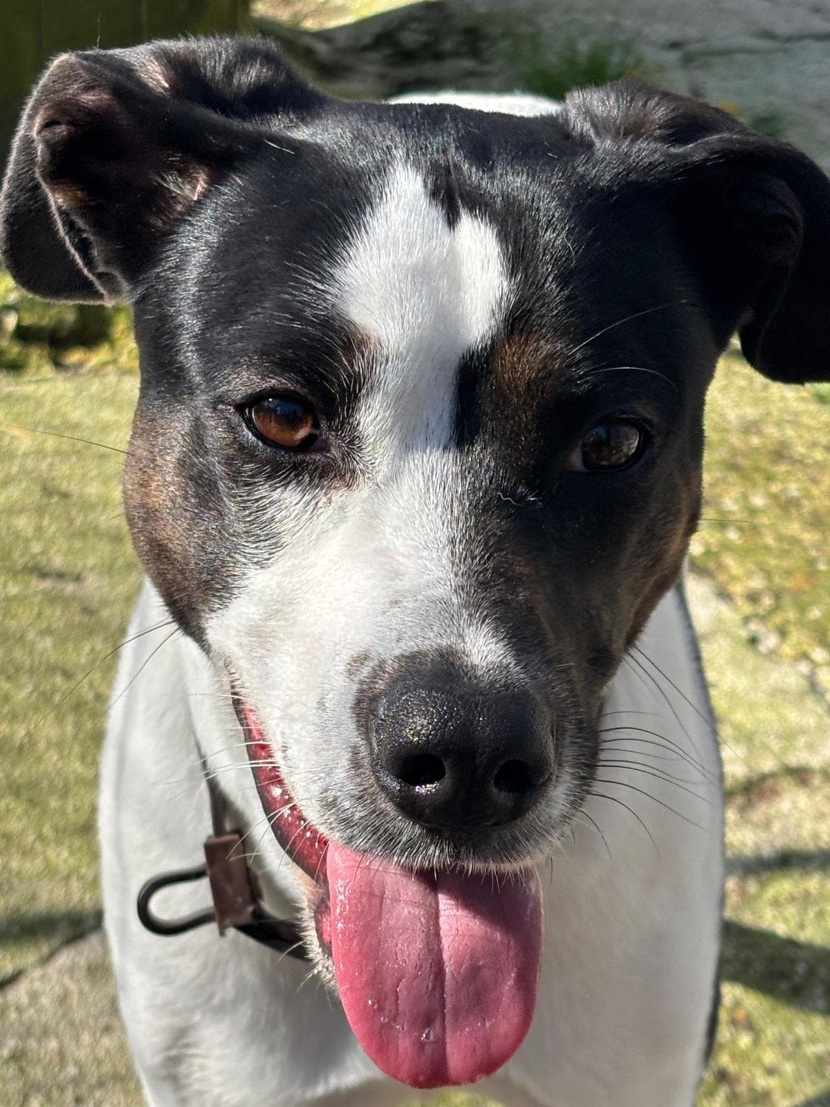 ISOTTA – Meticcio – photo 2