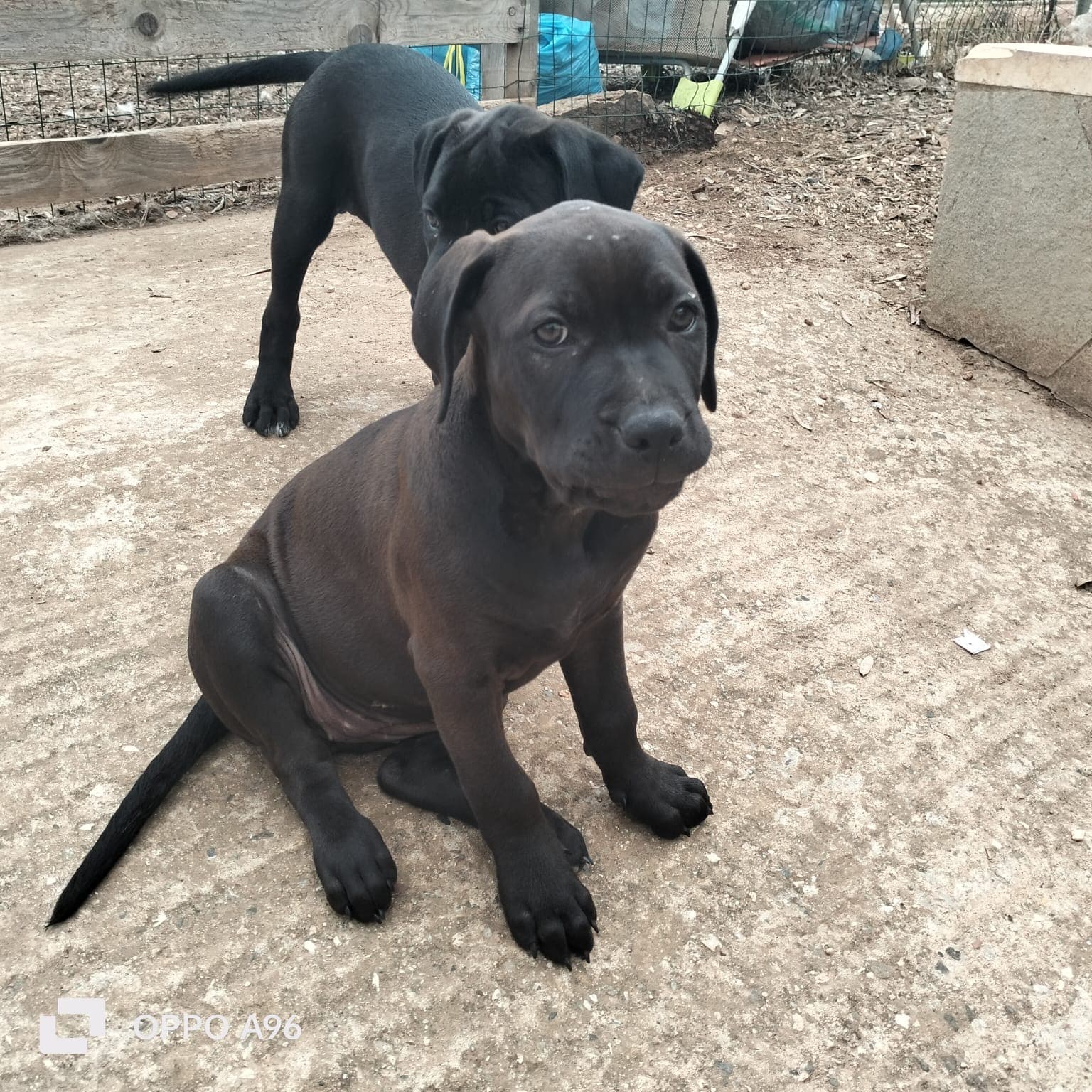 ADELE – American Pit Bull Terrier – photo 1