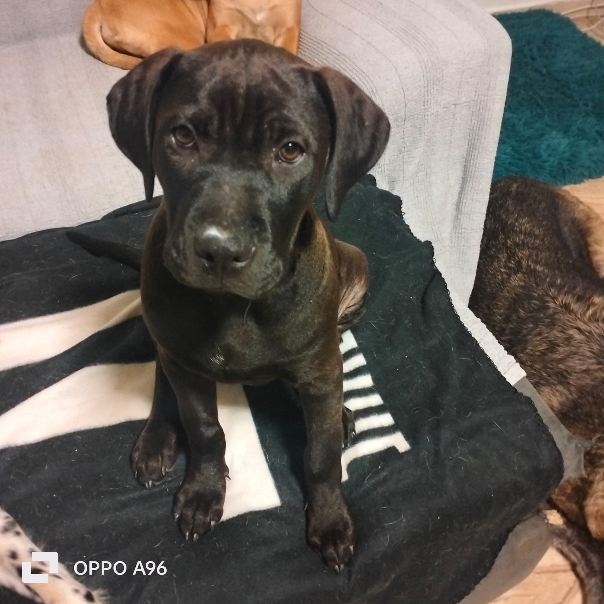 ADELE – American Pit Bull Terrier – photo 2