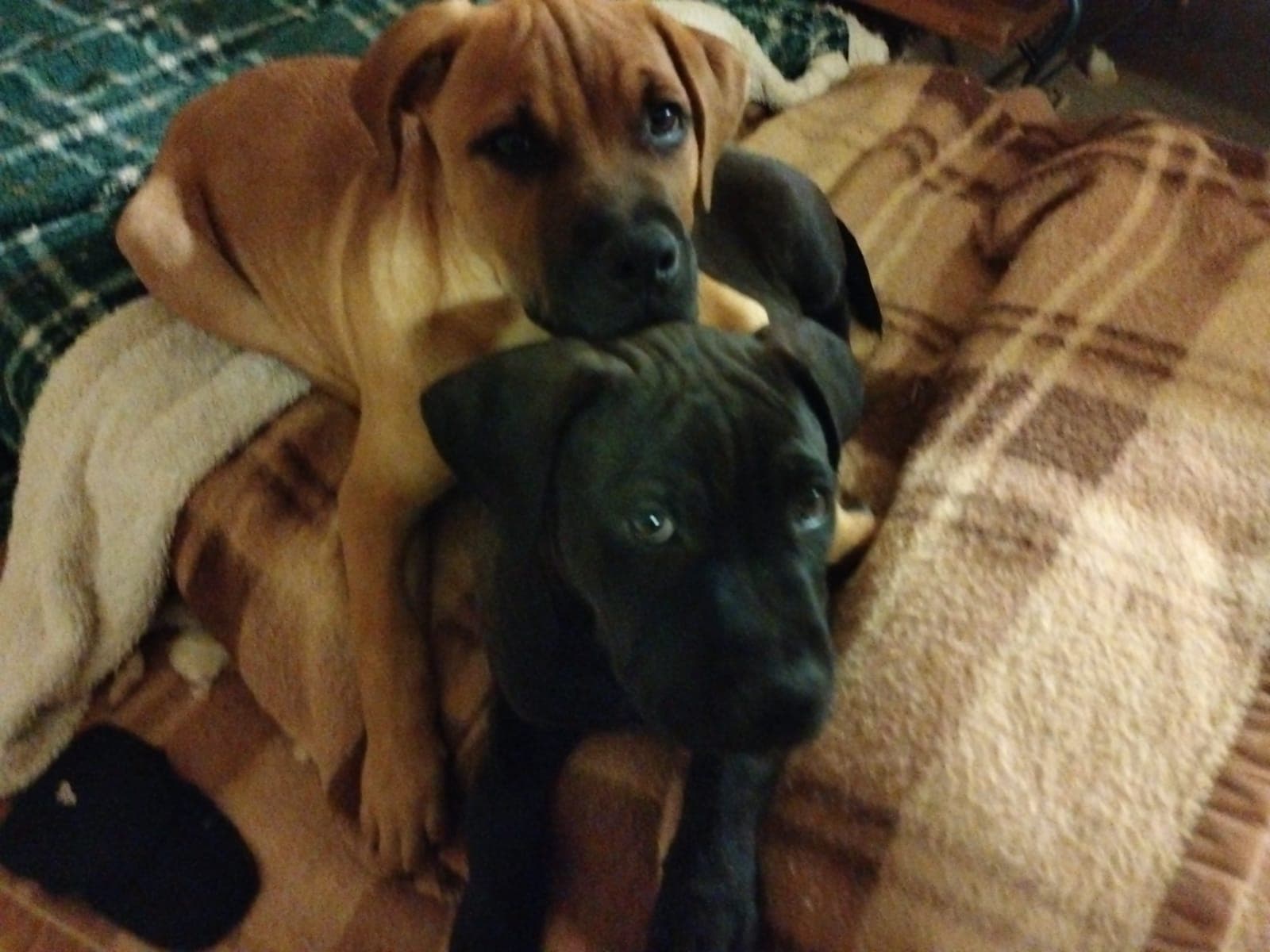 ADELE – American Pit Bull Terrier – photo 3