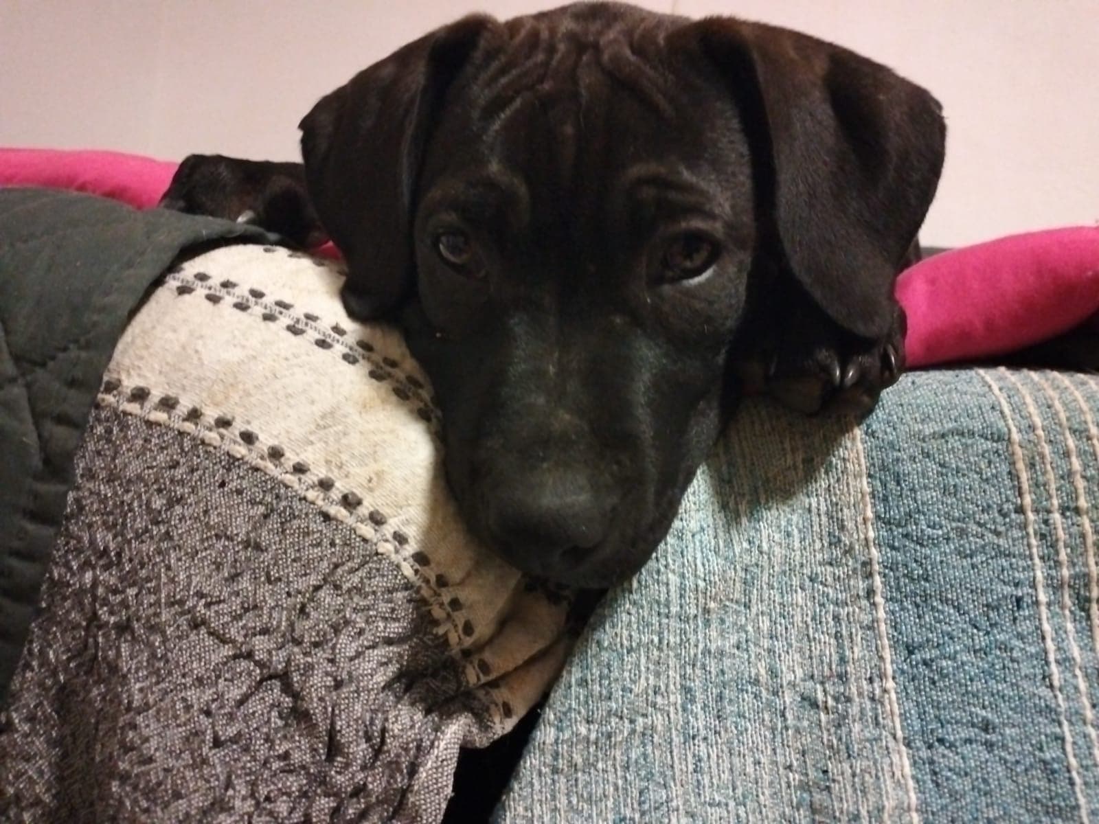 ADELE – American Pit Bull Terrier – photo 4