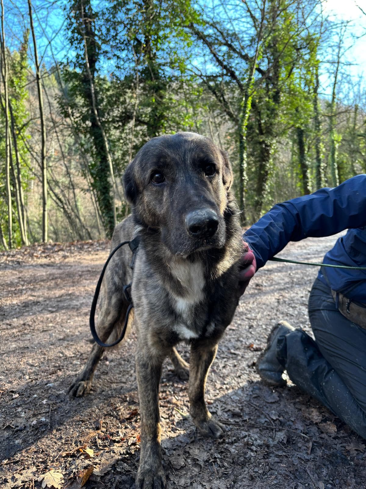 BORIS – Meticcio – photo 2