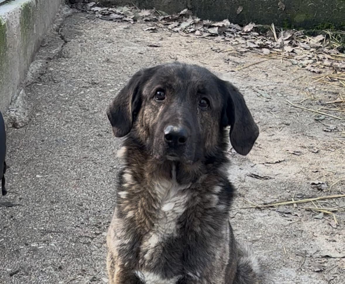 BORIS – Meticcio – photo 4