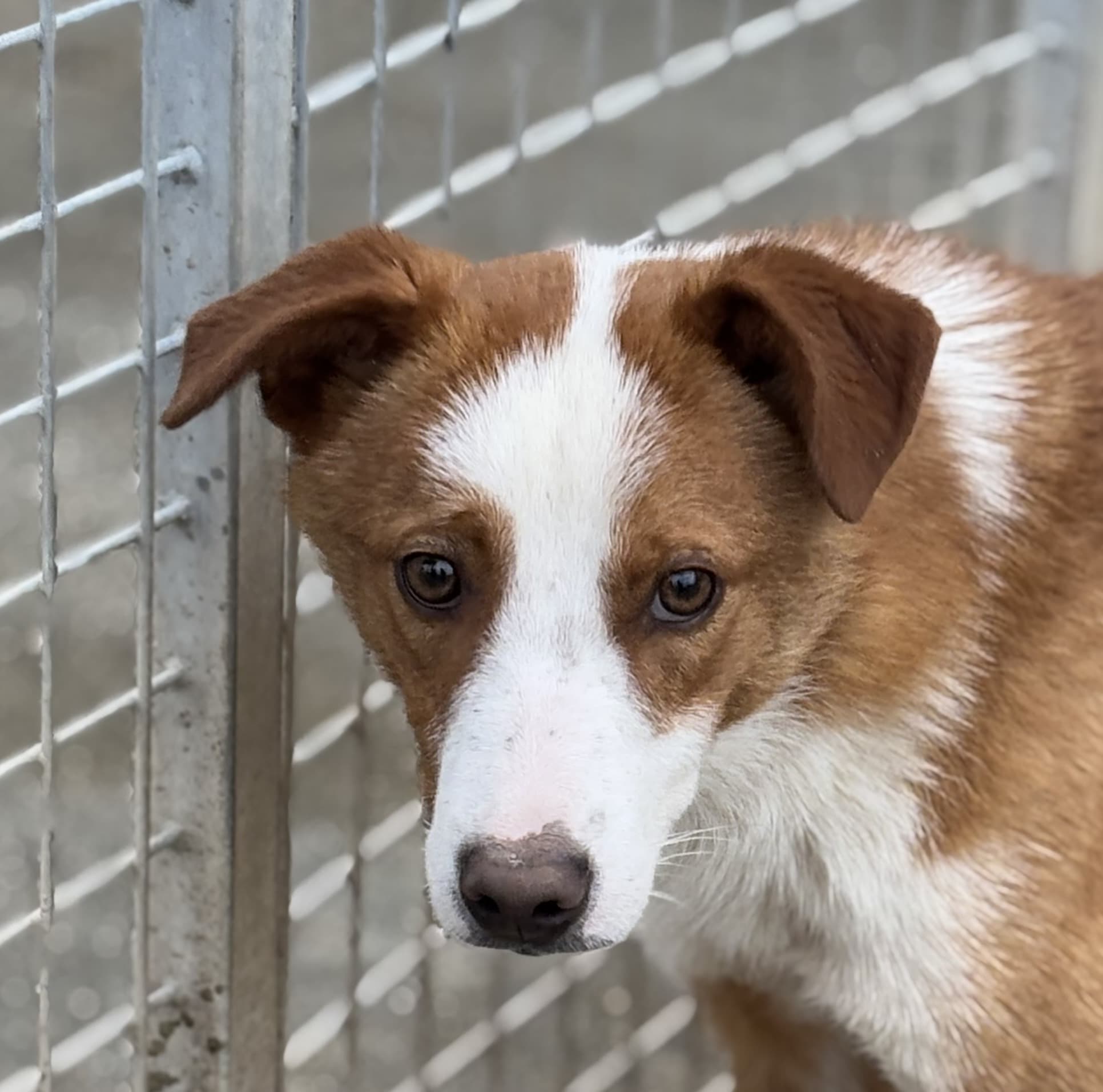 BACK – Meticcio – photo 2