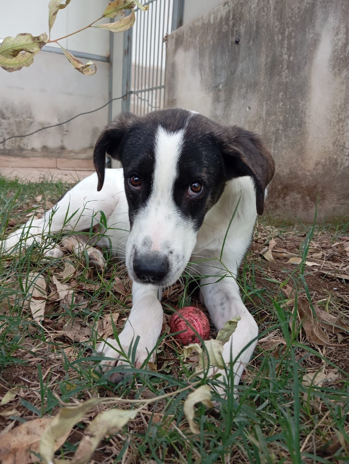 Snoopy – Meticcio – photo 1