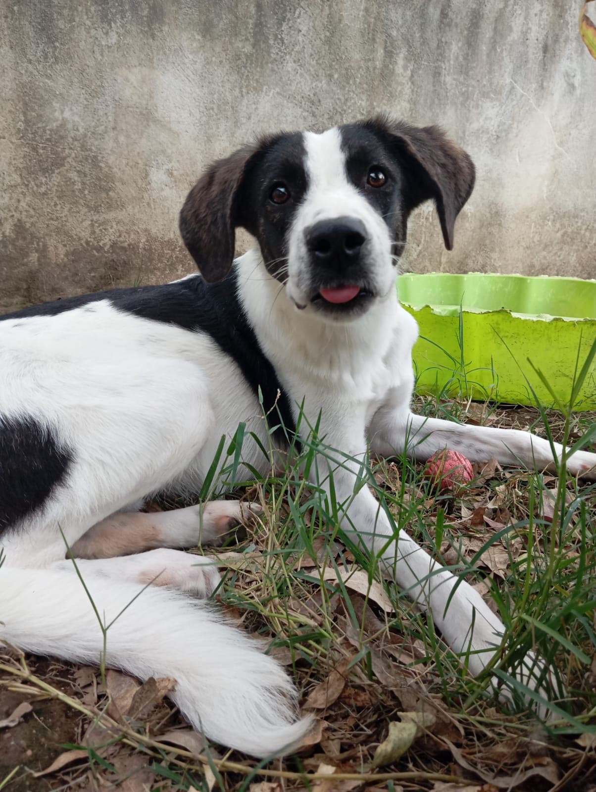 Snoopy – Meticcio – photo 2