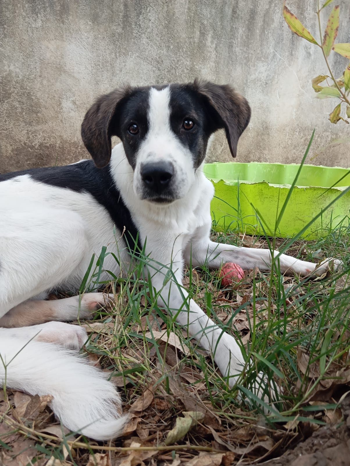 Snoopy – Meticcio – photo 3