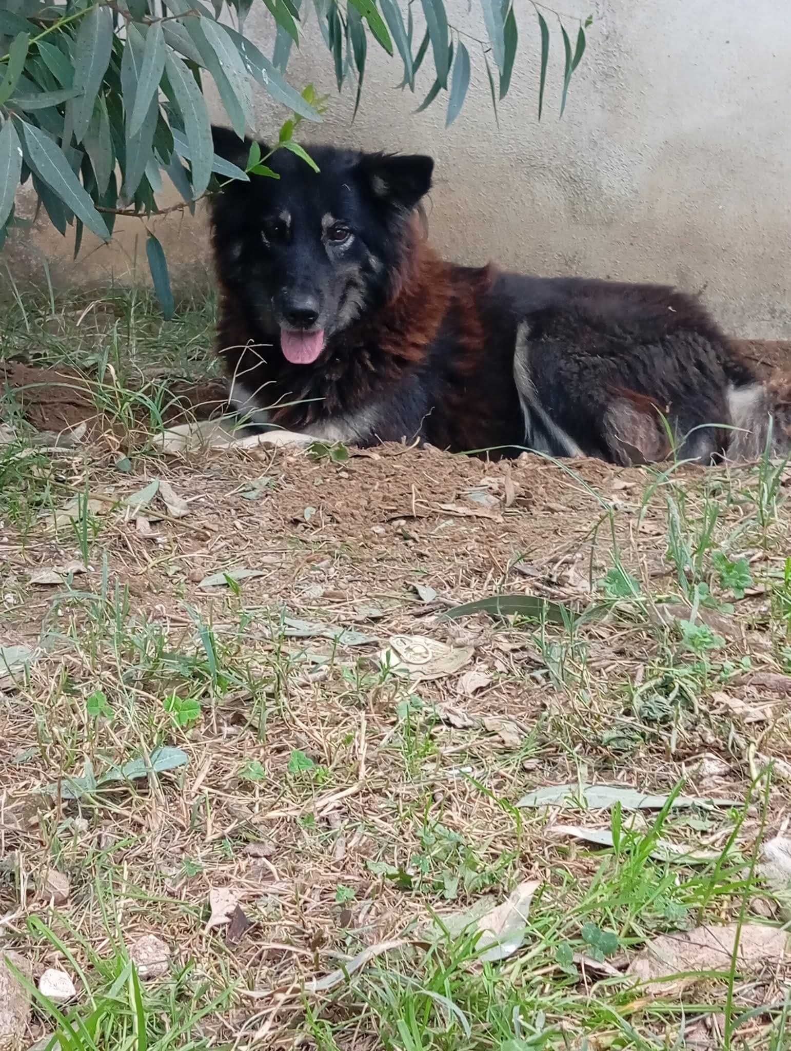 Nadia – Meticcio – photo 2