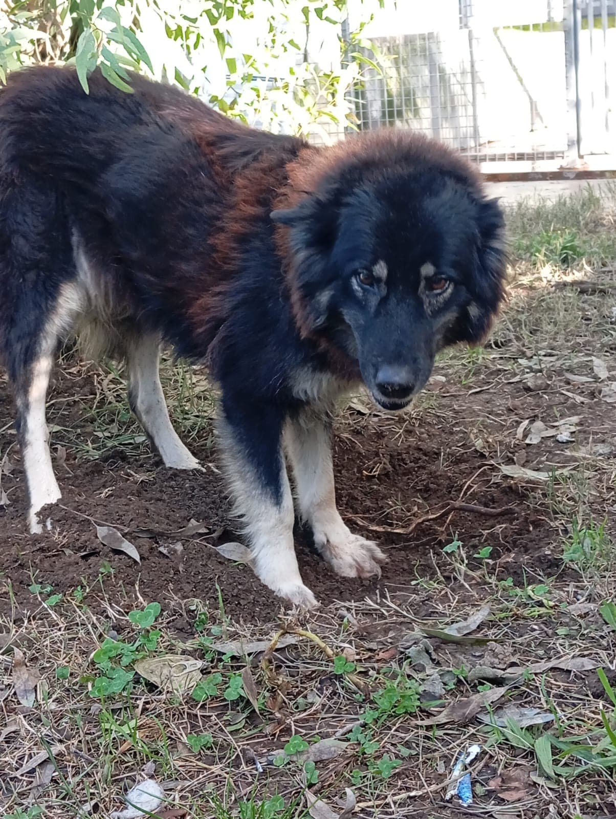 Nadia – Meticcio – photo 4