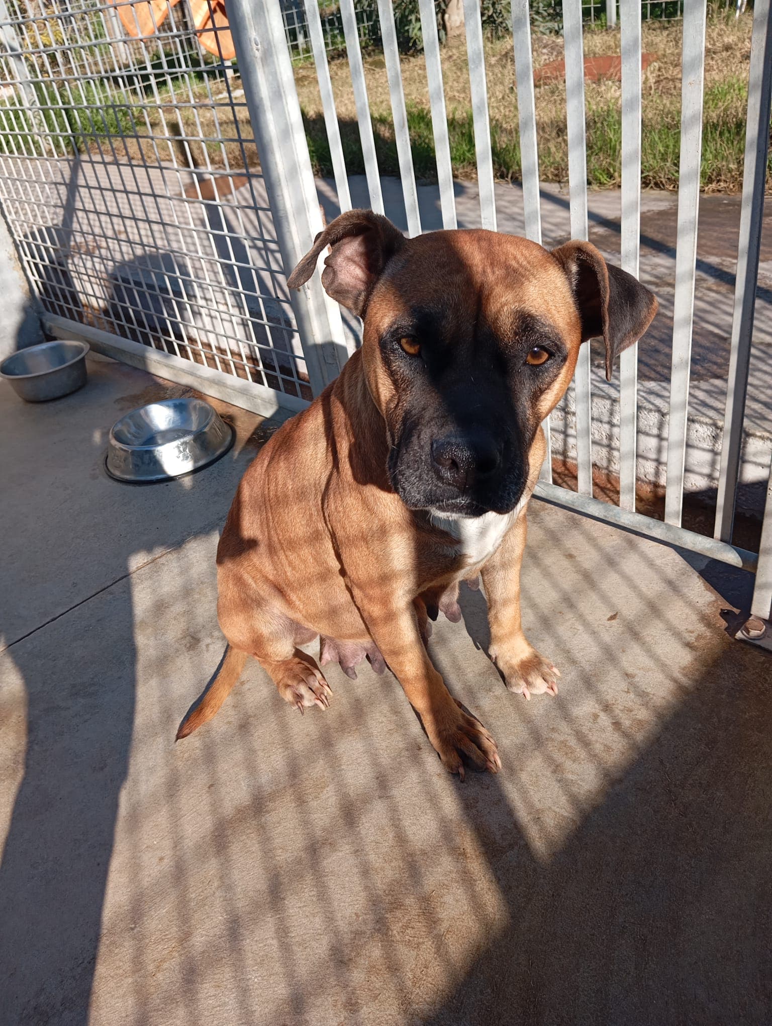 Zoe – Boxer Mix – photo 1