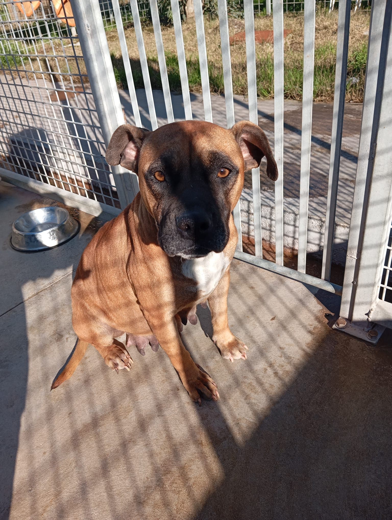 Zoe – Boxer Mix – photo 2