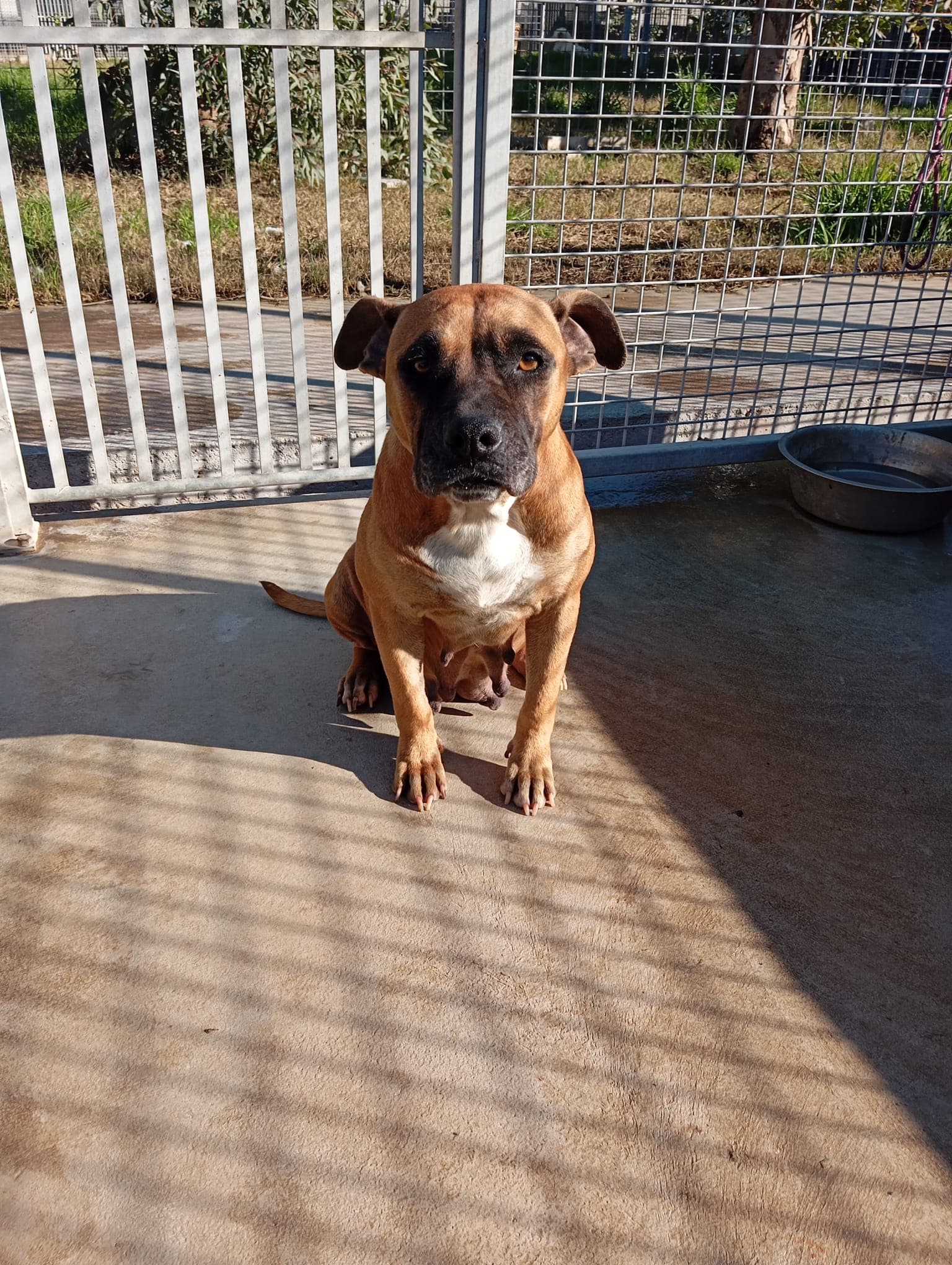 Zoe – Boxer Mix – photo 4