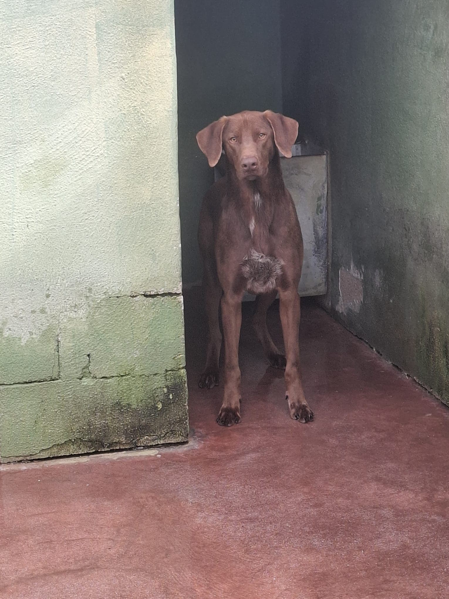 Duca – Half Breed – photo 1