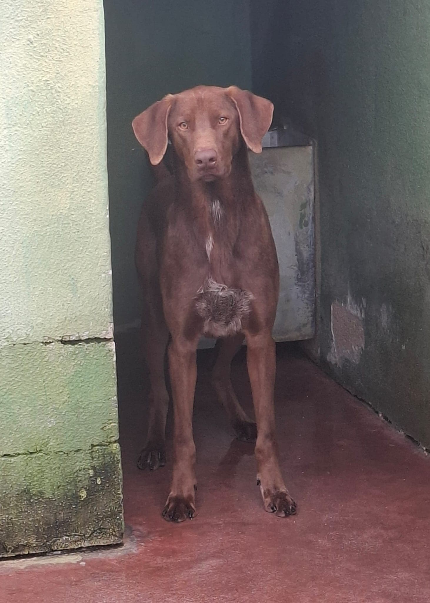 Duca – Half Breed – photo 2