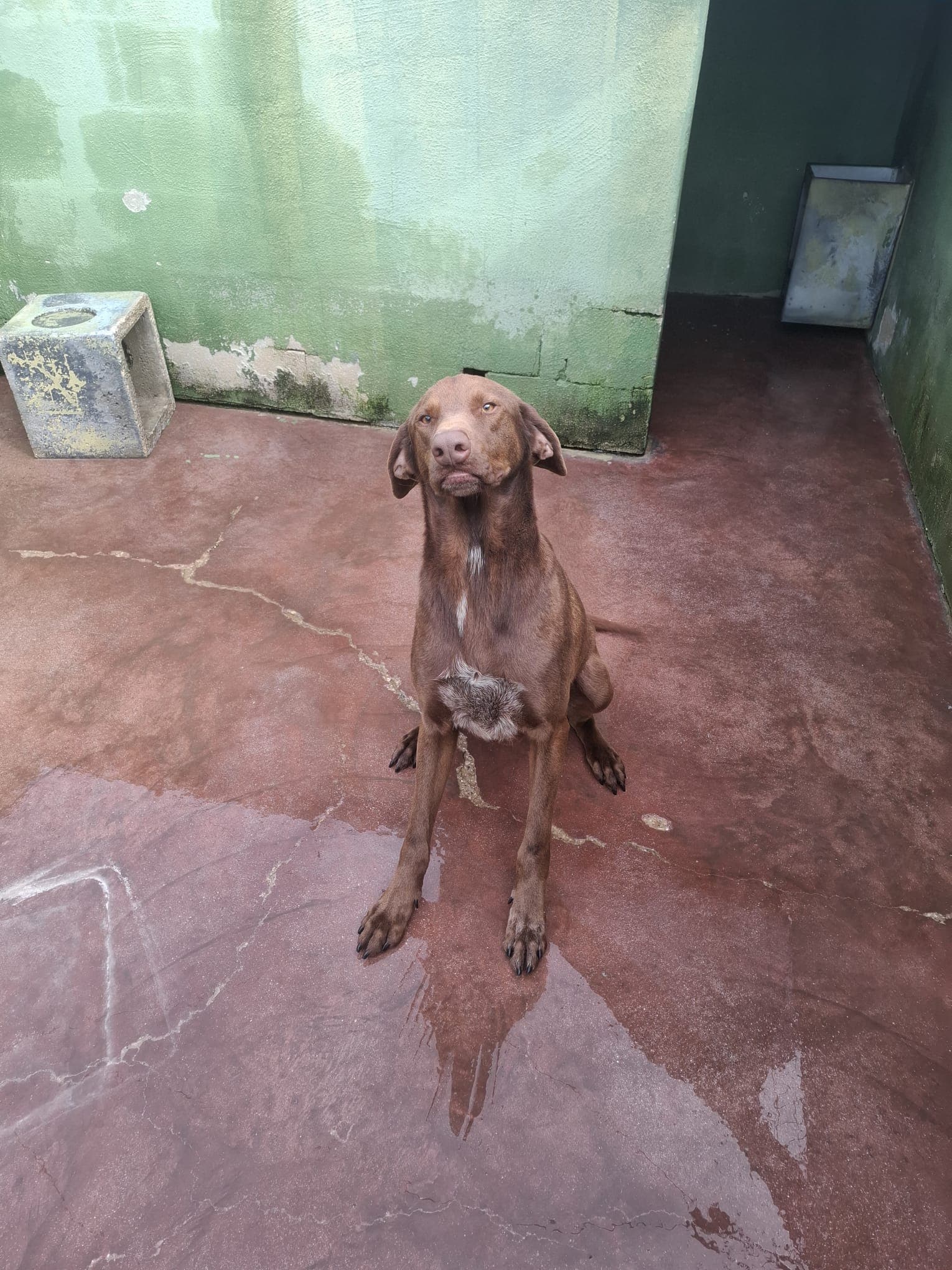 Duca – Half Breed – photo 3