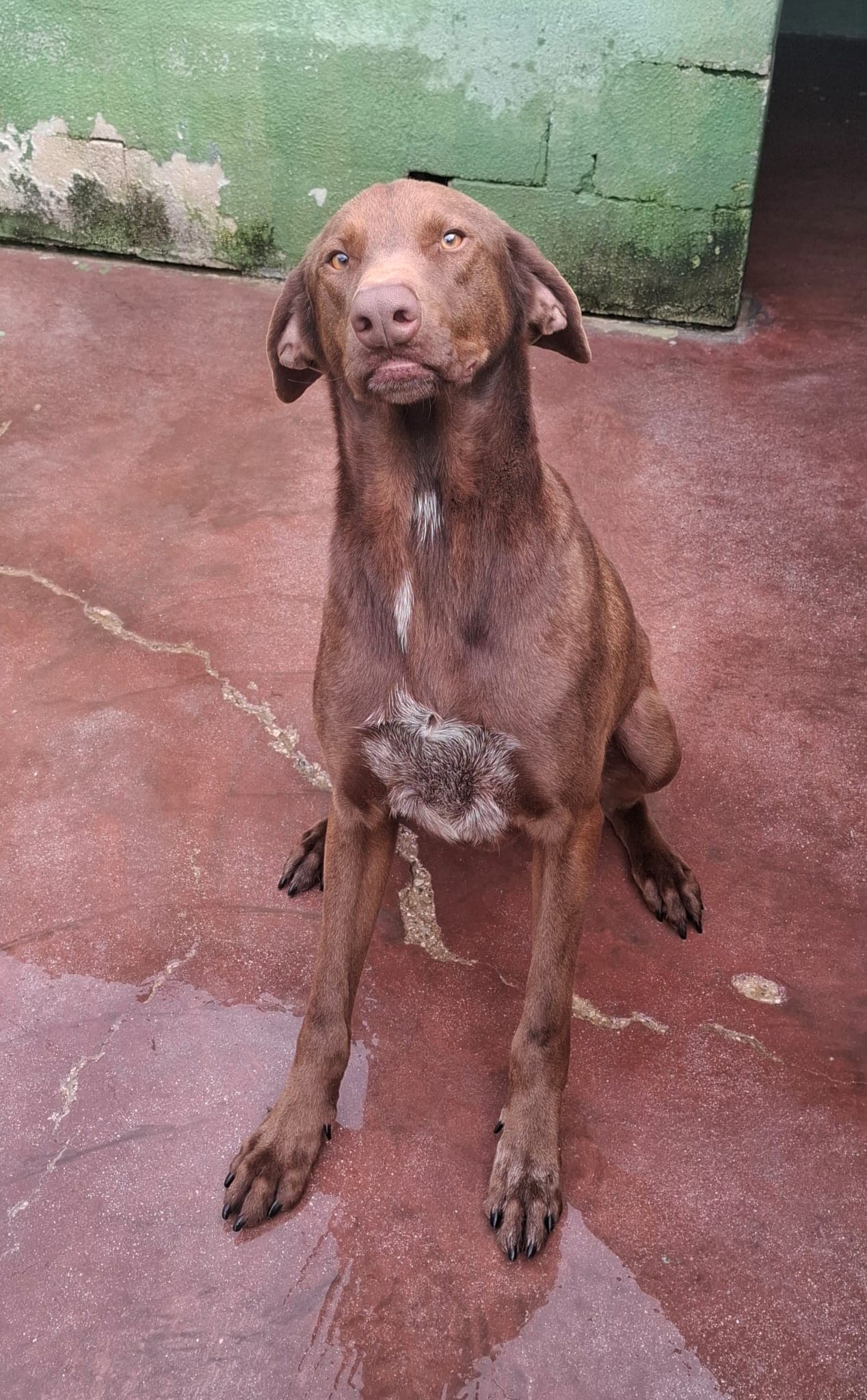 Duca – Half Breed – photo 4